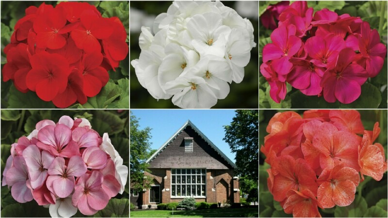 6 pictures (2 rows with 3 pictures each) of geraniums and the library. Row 1 (left to right): Red geraniums, white geraniums, magenta geraniums. Row 2 (left to right): White-to-rose geraniums, Maxwell Memorial Library as seen from Genesee St, salmon splash geraniums.