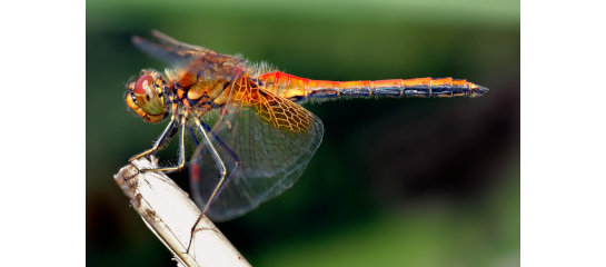 Image credits: [*Sympetrum flaveolum - side*](https://commons.wikimedia.org/w/index.php?curid=226067) By [André Karwath aka Aka](https://commons.wikimedia.org/wiki/User:Aka) License: [CC BY-SA 2.5](https://creativecommons.org/licenses/by-sa/2.5/)