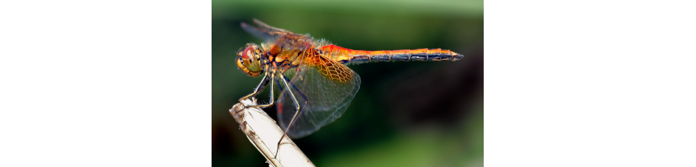 Image credits: [*Sympetrum flaveolum - side*](https://commons.wikimedia.org/w/index.php?curid=226067) By [André Karwath aka Aka](https://commons.wikimedia.org/wiki/User:Aka) License: [CC BY-SA 2.5](https://creativecommons.org/licenses/by-sa/2.5/)