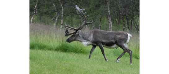 Reindeer on fresh green pasture