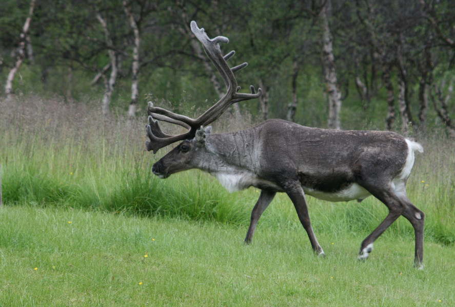 Reindeer on fresh green pasture