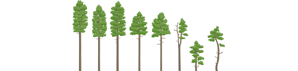 Scots pine (Pinus sylvestris) tree silhouettes