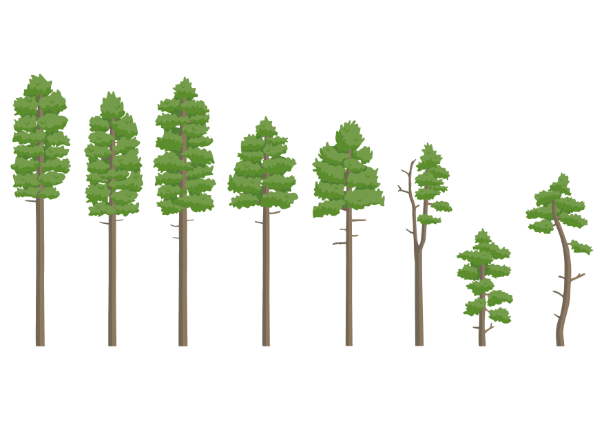 Scots pine (Pinus sylvestris) tree silhouettes