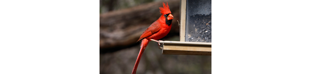 A male northern cardinal (Cardinalis cardinalis) at the bird viewing blind in Abilene State Park, Texas.