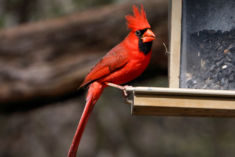 A male northern cardinal (Cardinalis cardinalis) at the bird viewing blind in Abilene State Park, Texas.