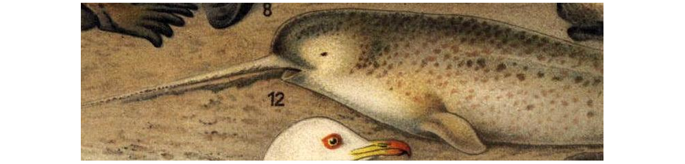 Detail showing a narwhal from a drawing of several arctic animals
