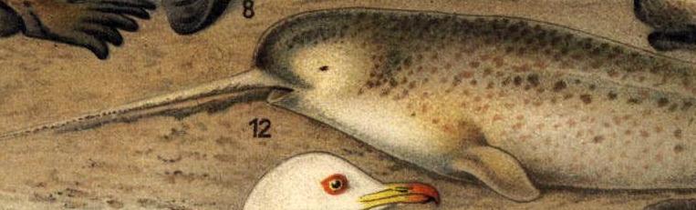 Detail showing a narwhal from a drawing of several arctic animals