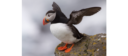 English: Atlantic puffin (Fratercula arctica) spreading its wings, Iceland