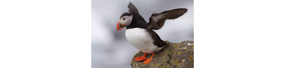 English: Atlantic puffin (Fratercula arctica) spreading its wings, Iceland