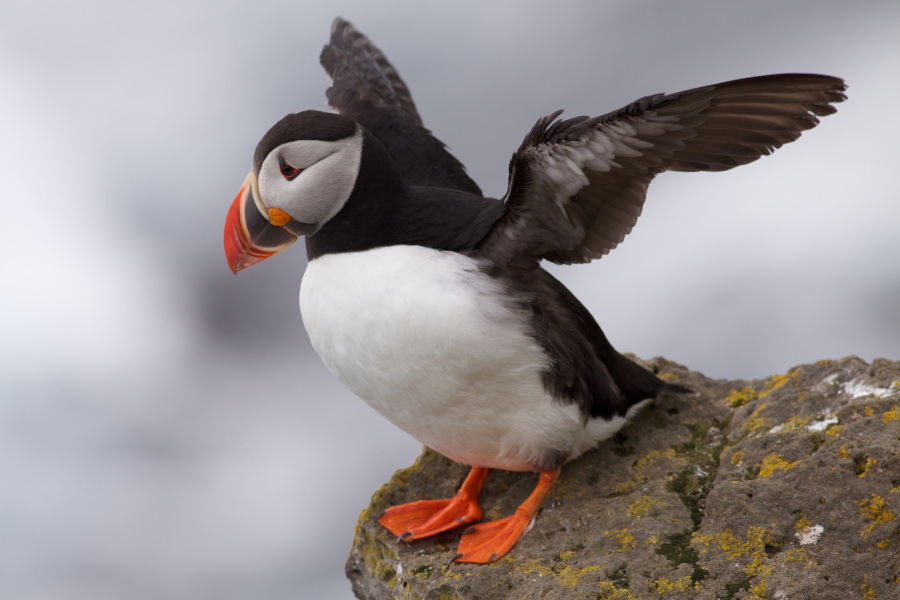 Atlantic puffin (Fratercula arctica) spreading its wings, Iceland